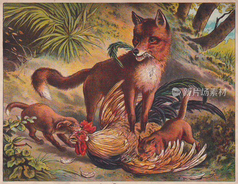 赤狐(Vulpes Vulpes)，彩色印刷术，大约1898年出版